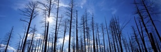 Burnt pine trees in a forest Grand Canyon north rim Arizona USA Canvas Art - Panoramic Images (36 x 12)