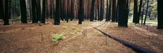 Burnt pine trees in a forest Yosemite National Park California USA Canvas Art - Panoramic Images (36 x 12)