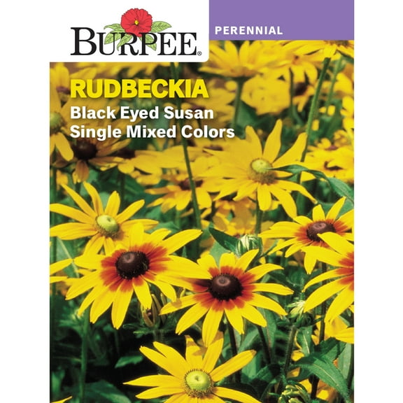 Burpee 175 mg Black Eyed Susan Single Mixed Colours Rudbeckia, Perennial Lifecycle Flower Seed, Full Sun