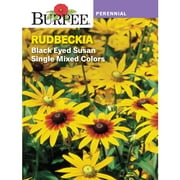 Burpee Black Eyed Susan Single Mixed Colours Rudbeckia, Perennial Lifecycle Flower Seed, Full Sun