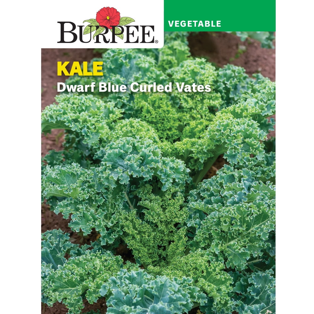 Burpee 2.3 gm Blue Curled Vates Dwarf Kale Plant Seeds, Annual Vegetable Seed, Full Sun