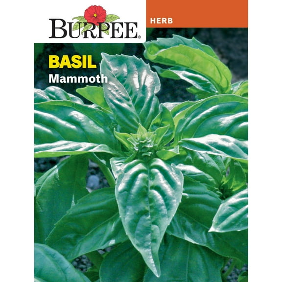 Burpee 300 mg Mammoth Basil, Annual Herb Seed, Full Sun