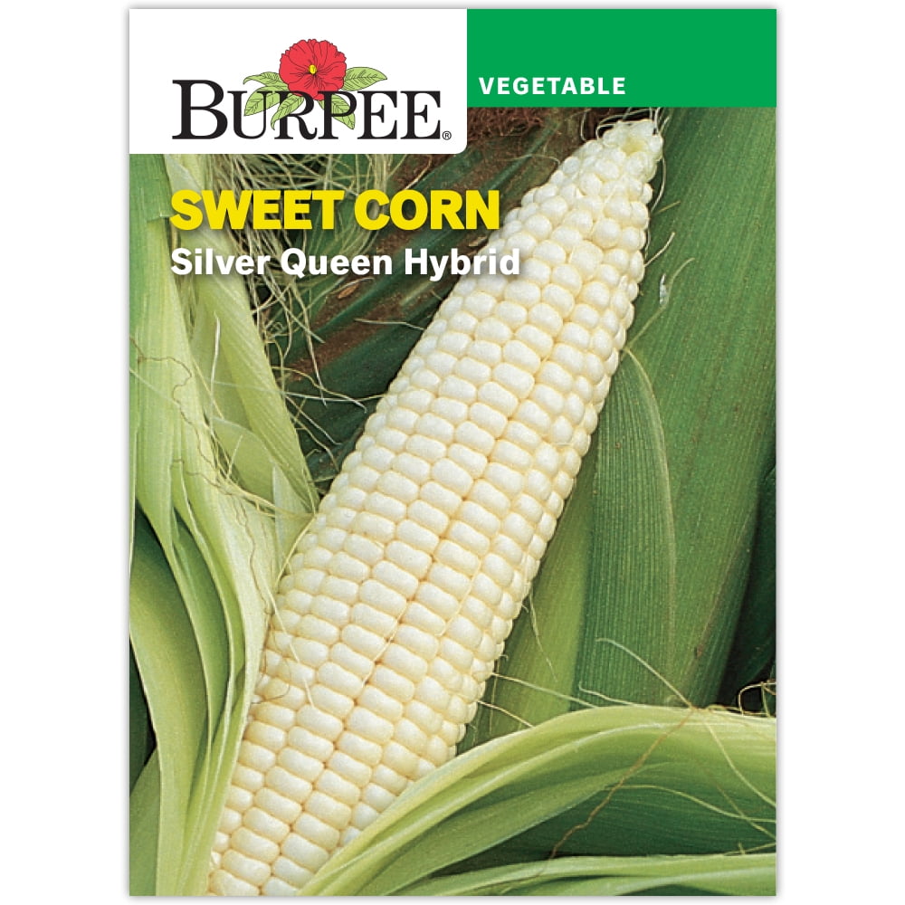 Burpee 75 Seeds Silver Queen Hybrid White Corn, Annual Vegetable, Full Sun
