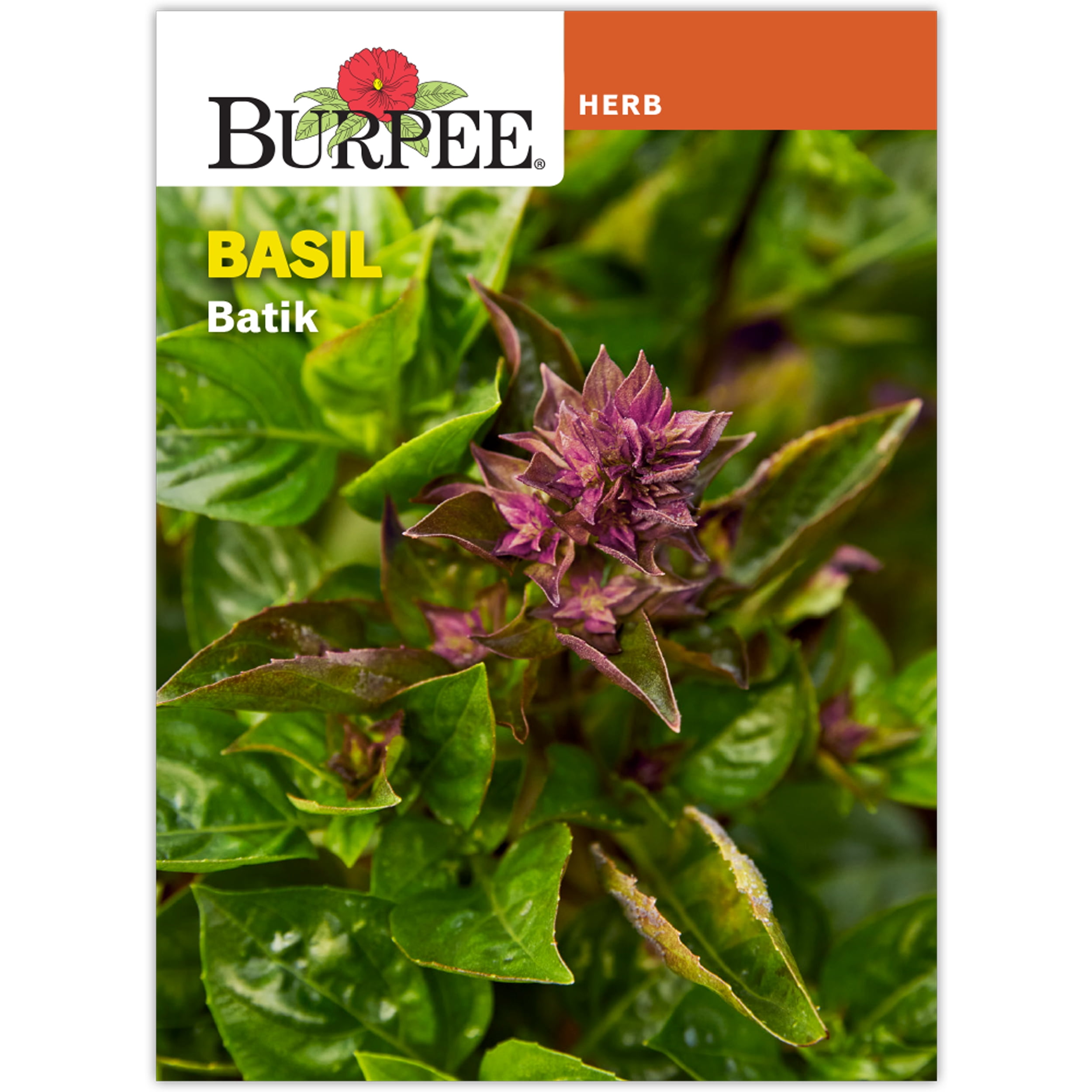 Burpee Batik Basil Annual Herb Seed, 1-Pack, Full Sun