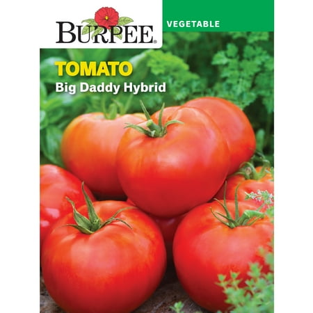Burpee Big Daddy Hybrid Tomato Vegetable Seed, 1-Pack