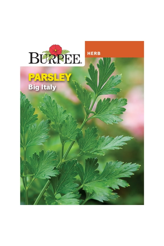 Big Italy Parsley Herb Seed, 1-Pack