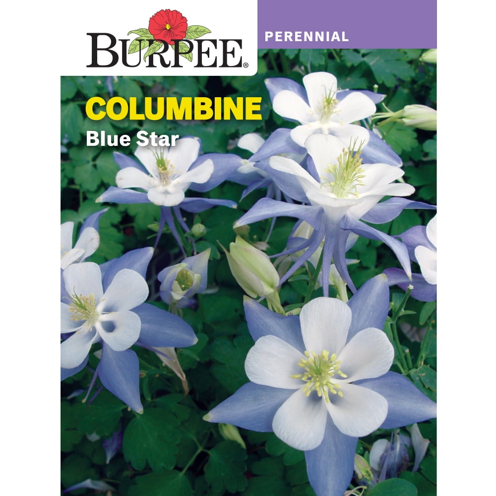 Burpee Blue Star Columbine Flower Seed, 1-Pack