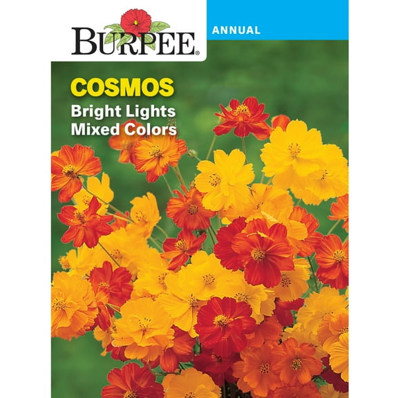 Burpee Bright Lights Mix Cosmos, Annual Flower Seed, Full Sun