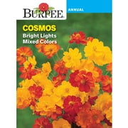 Burpee Bright Lights Mix Cosmos, Annual Flower Seed, Full Sun