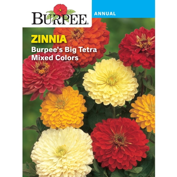 Burpee Burpee's Big Tetra Mixed Colors Zinnia Flower Seed