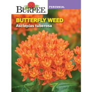 Burpee Asclepias Tuberosa Butterfly Weed Seed, Perennial Flower, Full Sun