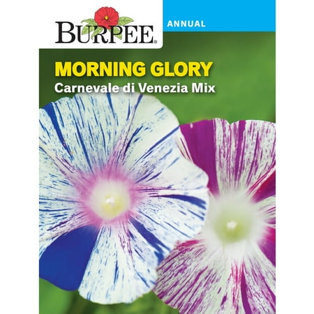 Burpee Carnevale di Venezia Mix Morning Glory Flower Seed, 1-Pack