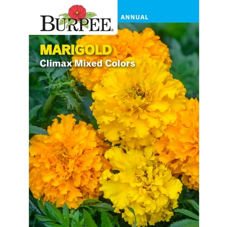 Burpee Climax Mixed Colors Marigold Flower Seed, 1-Pack