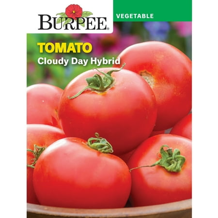 Burpee Cloudy Day Tomato Vegetable Seed, 1-Pack
