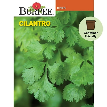 Burpee Common Cilantro Herb Seed, 1-Pack