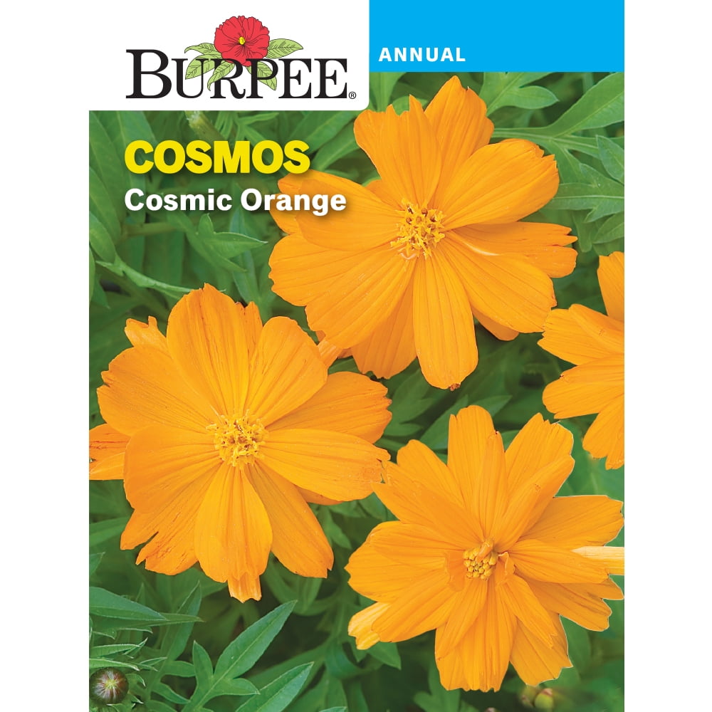Burpee Cosmic Orange Cosmos, Annual Flower Seed, 1-Pack