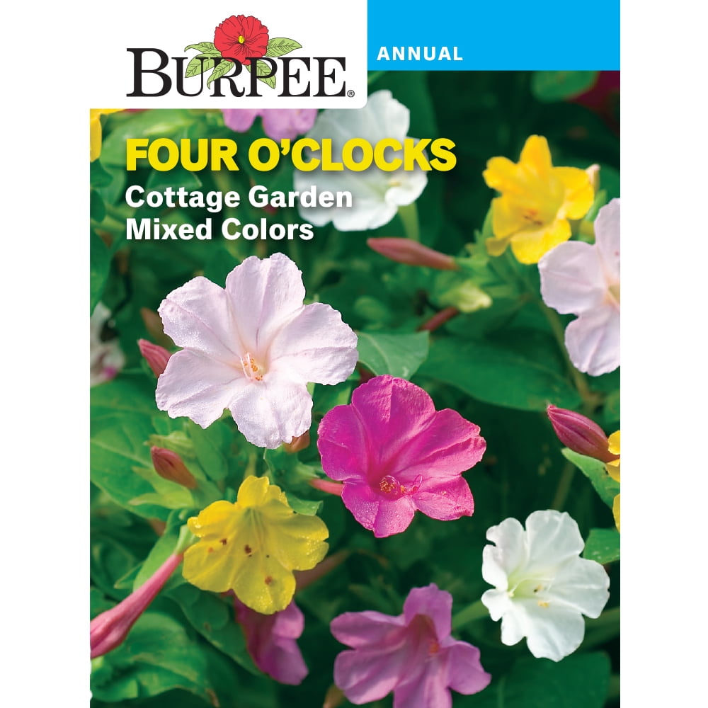 Burpee Cottage Garden Four O'Clocks Flower Seeds, Mixed Colors ...