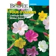 thumbnail image 1 of Burpee Cottage Garden Mixed Colors Four O'clocks Flower Seed, 1-Pack, 1 of 2