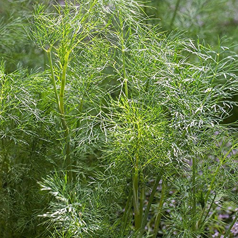Burpee Dill Seeds