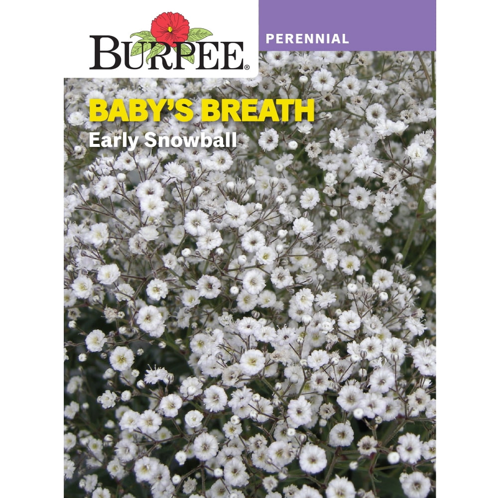 Burpee Early Snowball Baby's Breath Seeds 250 Seeds
