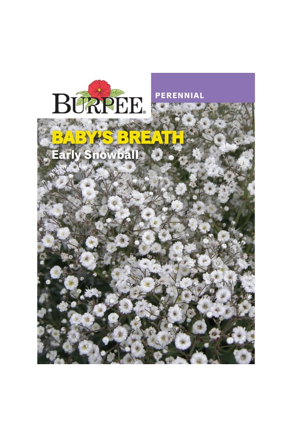 Early Snowball Baby's Breath Flower Seed, 1-Pack