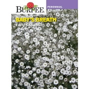 Burpee Early Snowball Babys Breath Flower Seed, 1-Pack