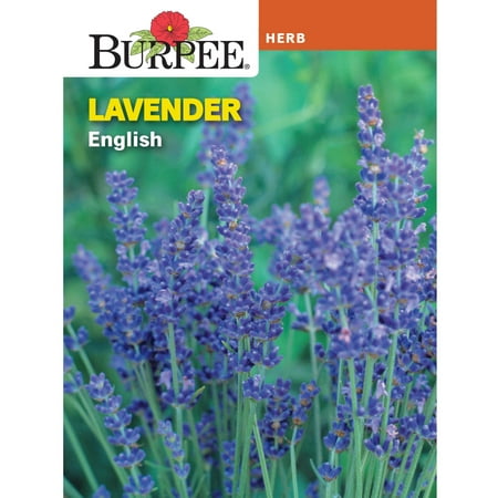 Burpee English Lavender Herb Seed, 1-Pack
