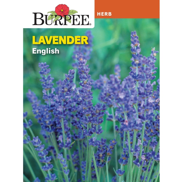 Burpee English Lavender Herb Seed, 1-Pack - Walmart.com