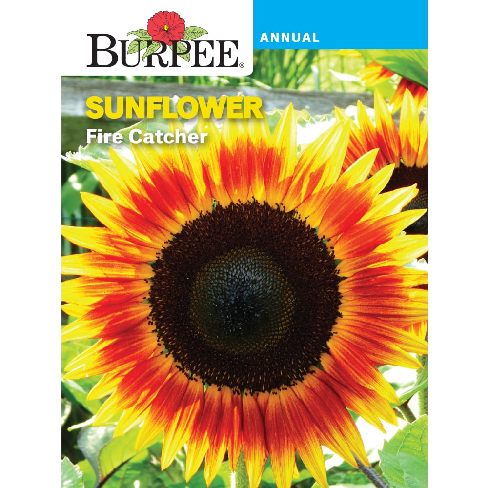 Burpee Fire Catcher Sunflower Flower Seed, 1Pack