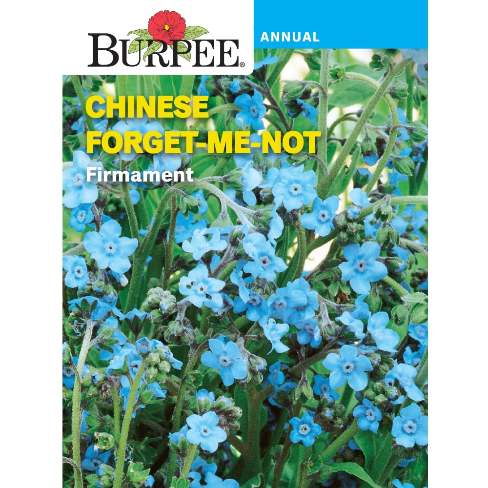 Chinese Forget Me Not Seeds For Sale At Renaissance Farms