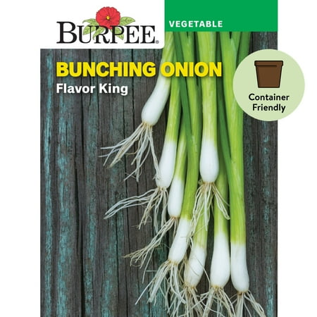 Burpee Flavor King Bunching Onion Seeds - Container-Friendly, Vegetable Gardening Seeds, 1-Pack