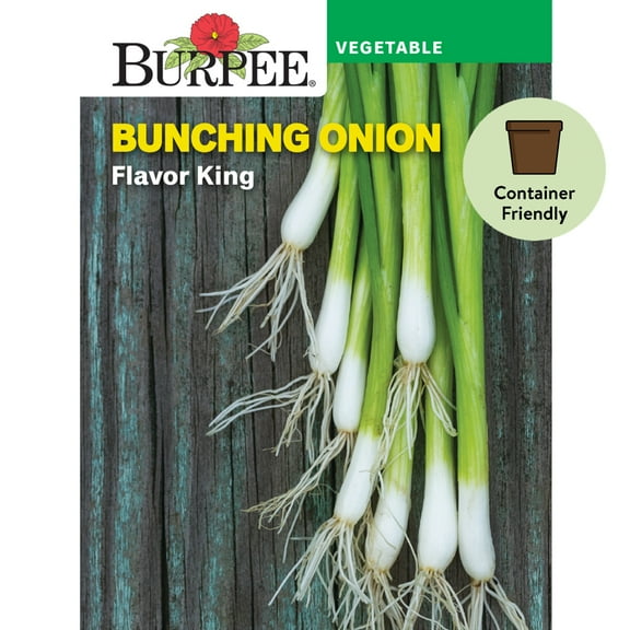 Burpee Flavor King Bunching Onion Seeds - Non-GMO, Container-Friendly, Vegetable Gardening Seeds, 1.2g, 1-Pack