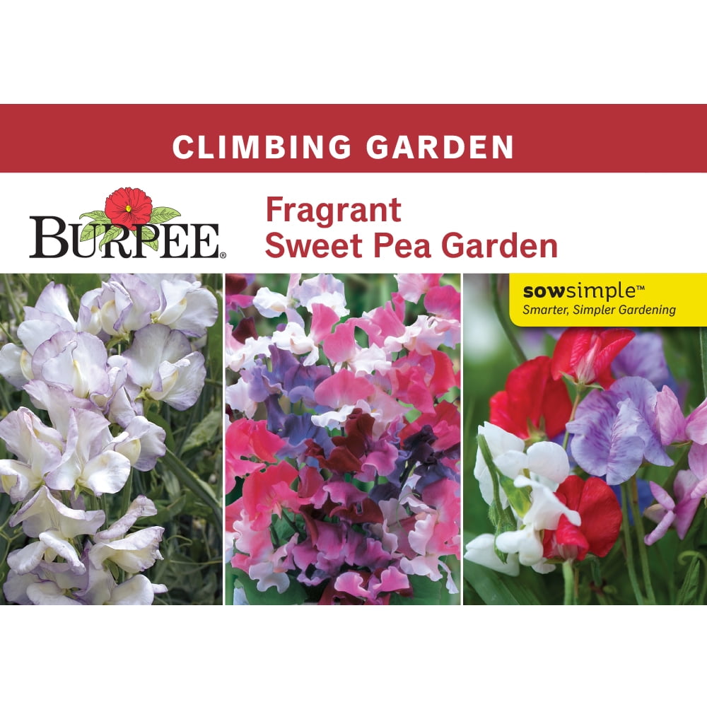 Burpee Fragrant 3 Sweet Pea Flower Seeds, Excellent Cut Flowers