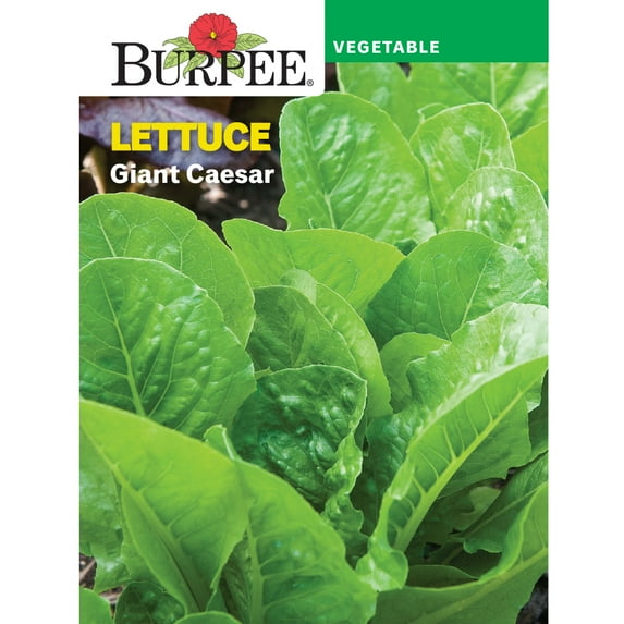 Burpee Giant Caesar Lettuce Seeds - Non-GMO, Vegetable Gardening Seeds, 1-Pack