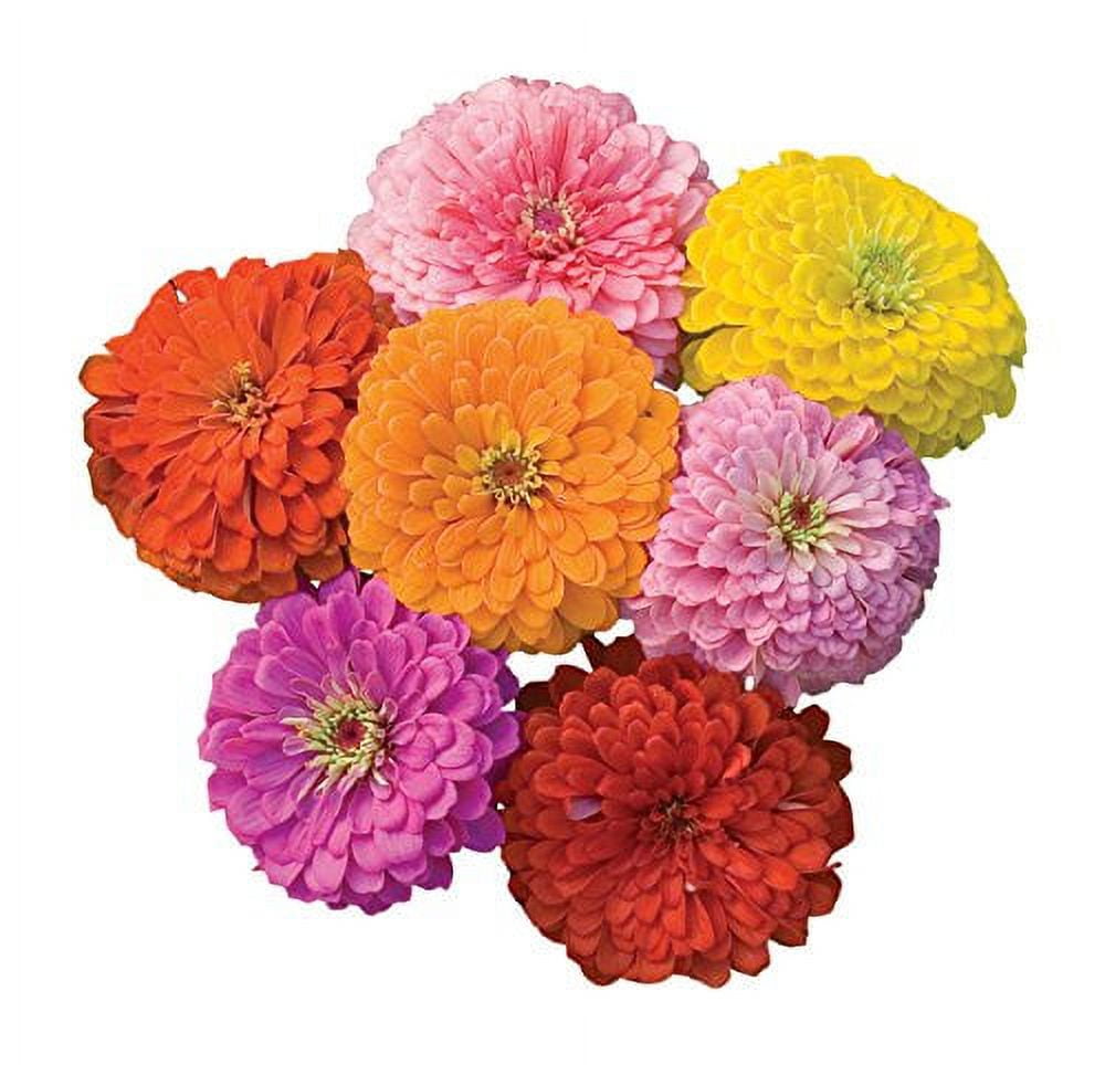 Burpee Giant Flowered Mixed Colors Zinnia Seeds 375 Seeds - Walmart.com