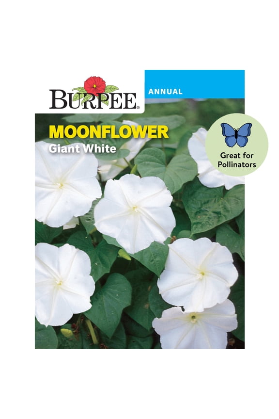 Giant White Moonflower Flower Seed, 1-Pack