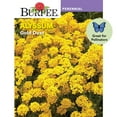 thumbnail image 1 of Burpee Gold Dust Alyssum Flower Seed, 1-Pack, 1 of 5