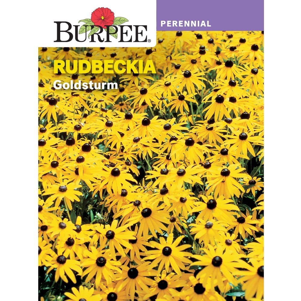 Burpee Goldsturm Rudbeckia Flower Seed, 1-Pack