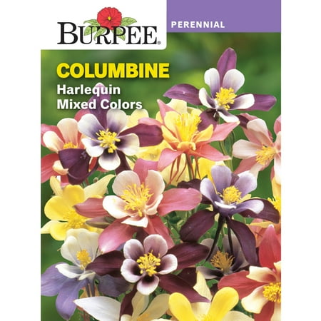 Burpee Harlequin Mixed Colors Columbine Flower Seed, Perennial Flower, Full Sun
