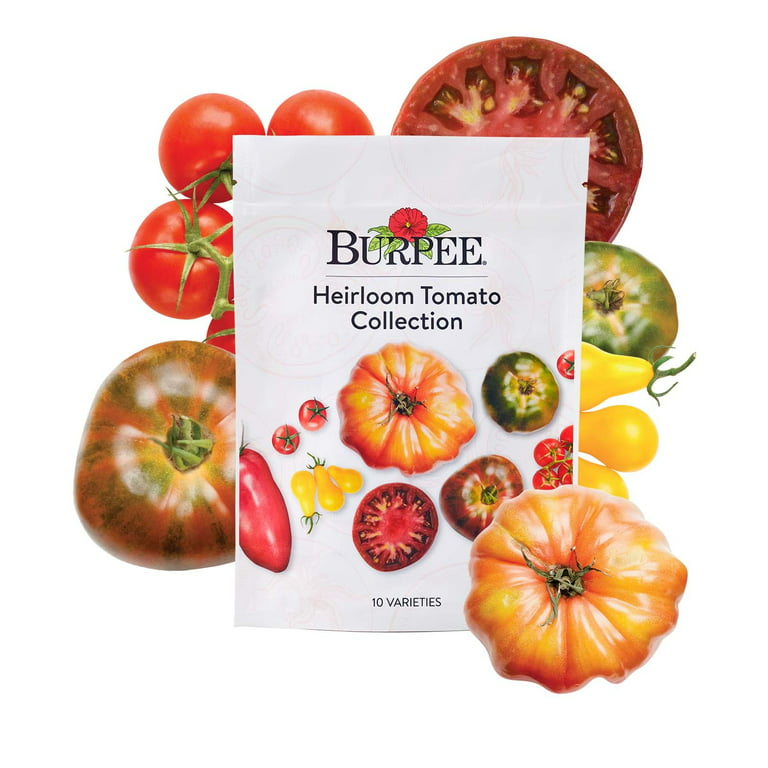 Burpee Heirloom Favorites Tomato Seed Collection, 10 Packets of Non-GMO  Tomato Seeds for Planting, Grow Fresh Heirloom Tomatoes in Home Garden