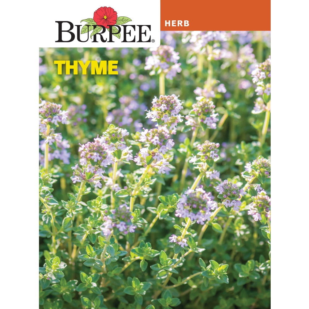 Burpee Thyme Herb Seed, Annual Lifecycle, Full Sun