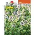thumbnail image 1 of Burpee  Thyme Herb Seed, Annual Lifecycle, Full Sun, 1 of 6
