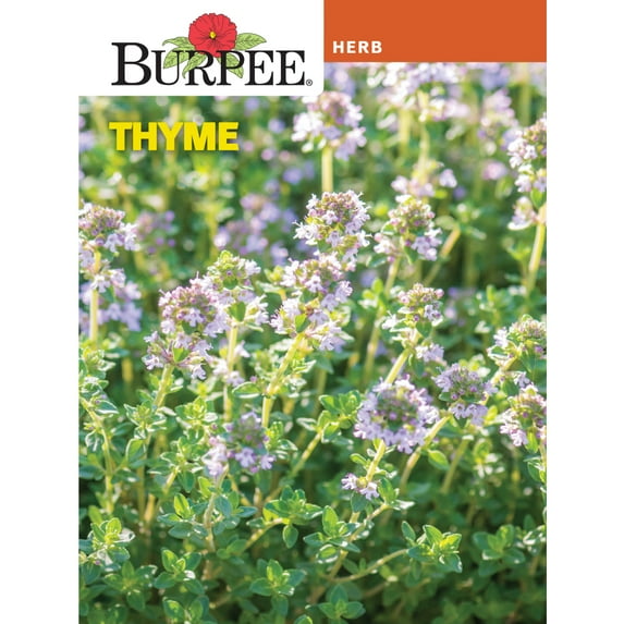 Burpee Thyme Herb Seed, Annual Lifecycle, Full Sun