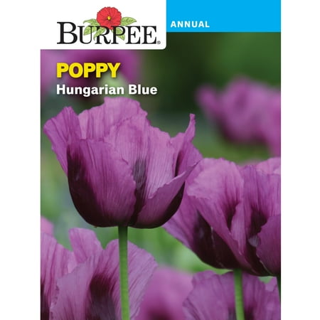 Burpee Hungarian Blue Poppy Flower Seed, 1-Pack
