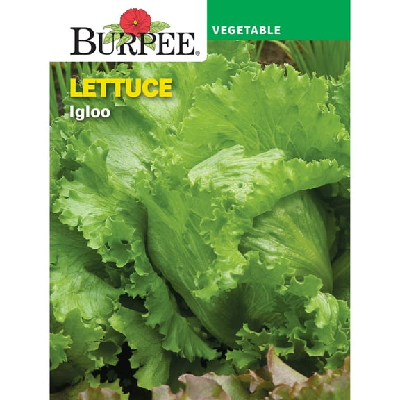 Burpee Igloo Lettuce Vegetable Seed, 1-Pack, Annual Vegetable, Full Sun