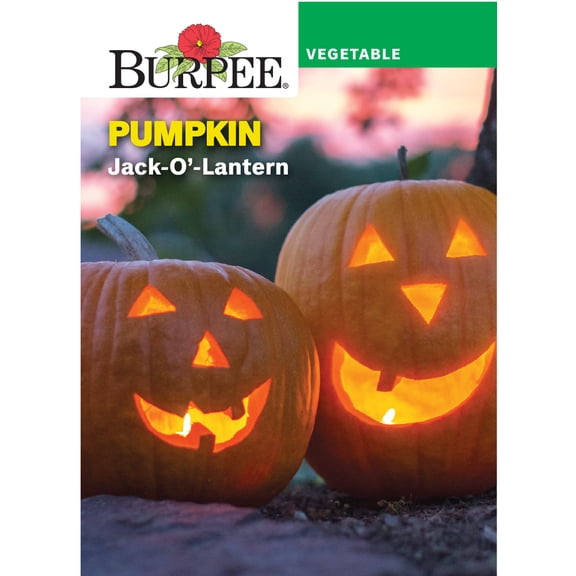 Burpee Jack-O'-Lantern Pumpkin Vegetable Seed
