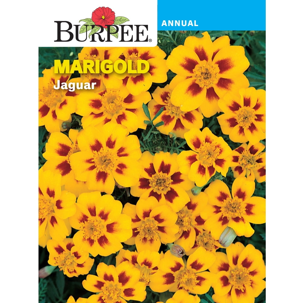 Burpee Jaguar Marigold Flower Seed