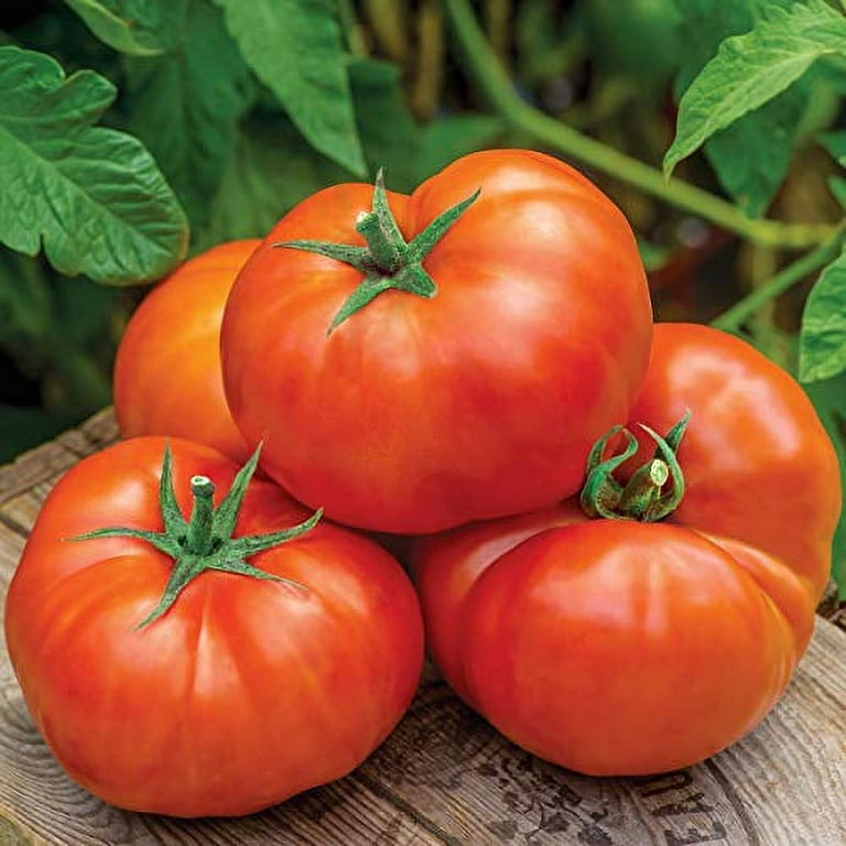 Burpee Better Boy Hybrid Tomato Seeds