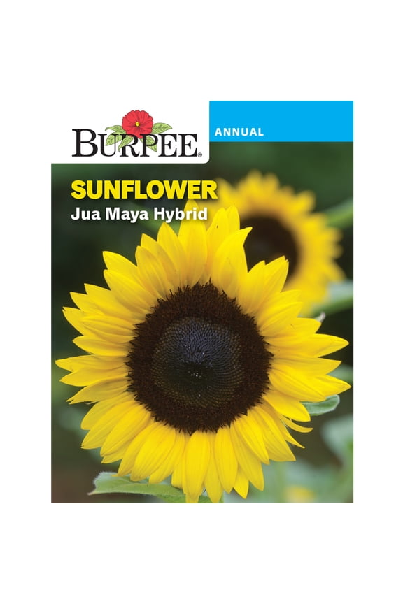 Jua Maya Hybrid Sunflower Flower Seed, 1-Pack