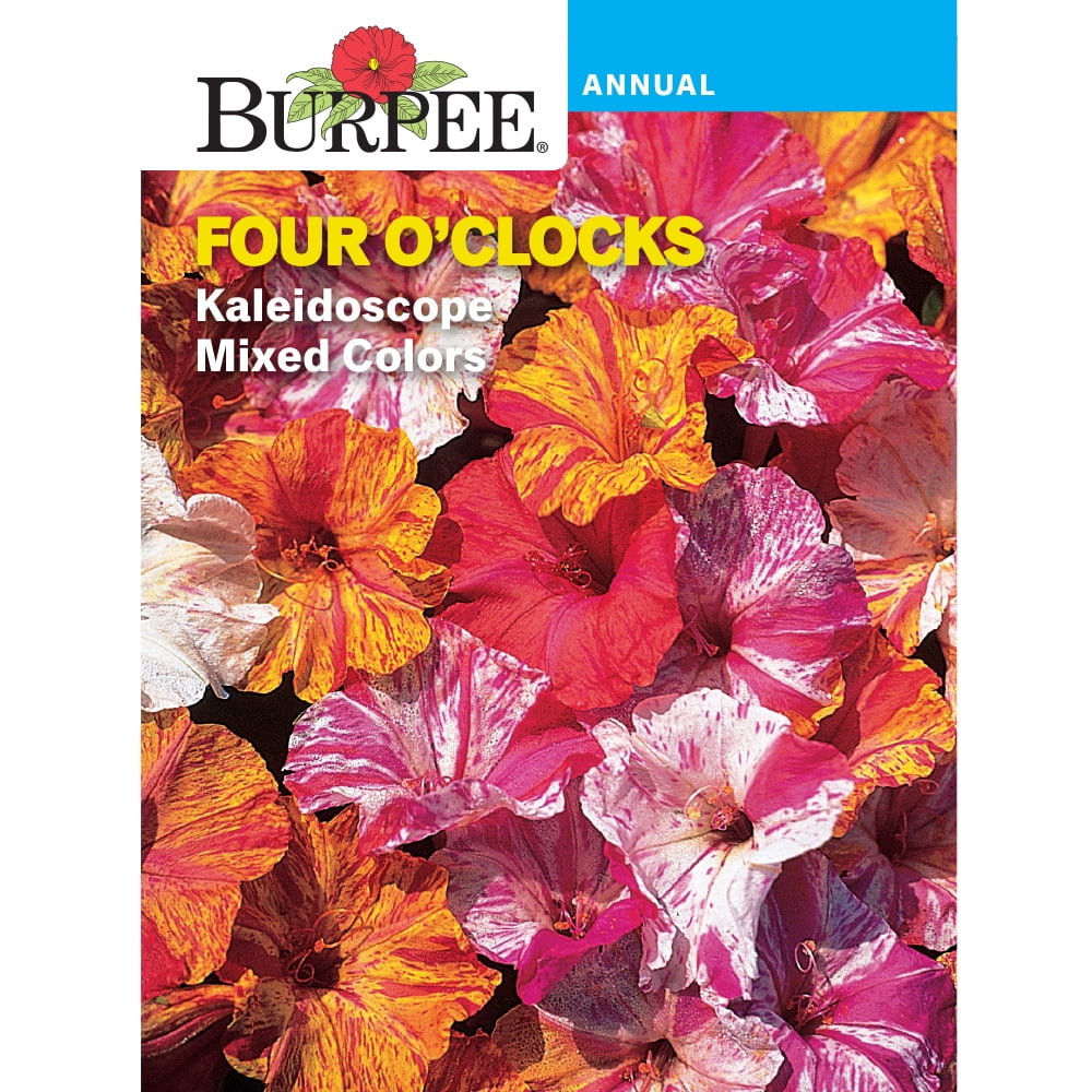 Burpee Kaleidoscope Mixed Colors Four O'Clocks Flower Seed, 1Pack